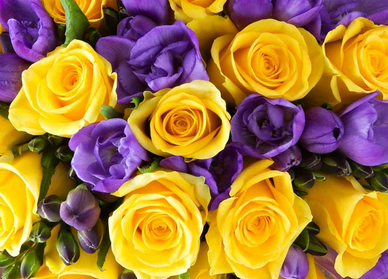 sias and roses, rose, yellow, spring, sia, purple, texture, flower, skin, pink, HD wallpaper
