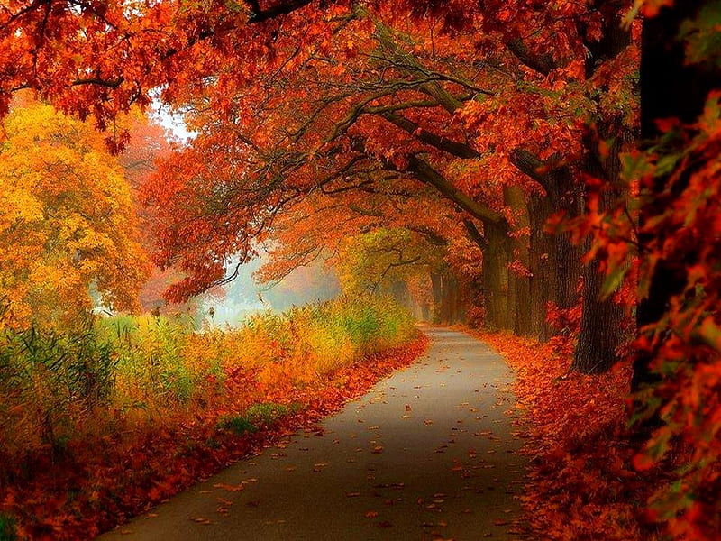 Autumn wonder, autumn, walk, trees, orange, HD wallpaper