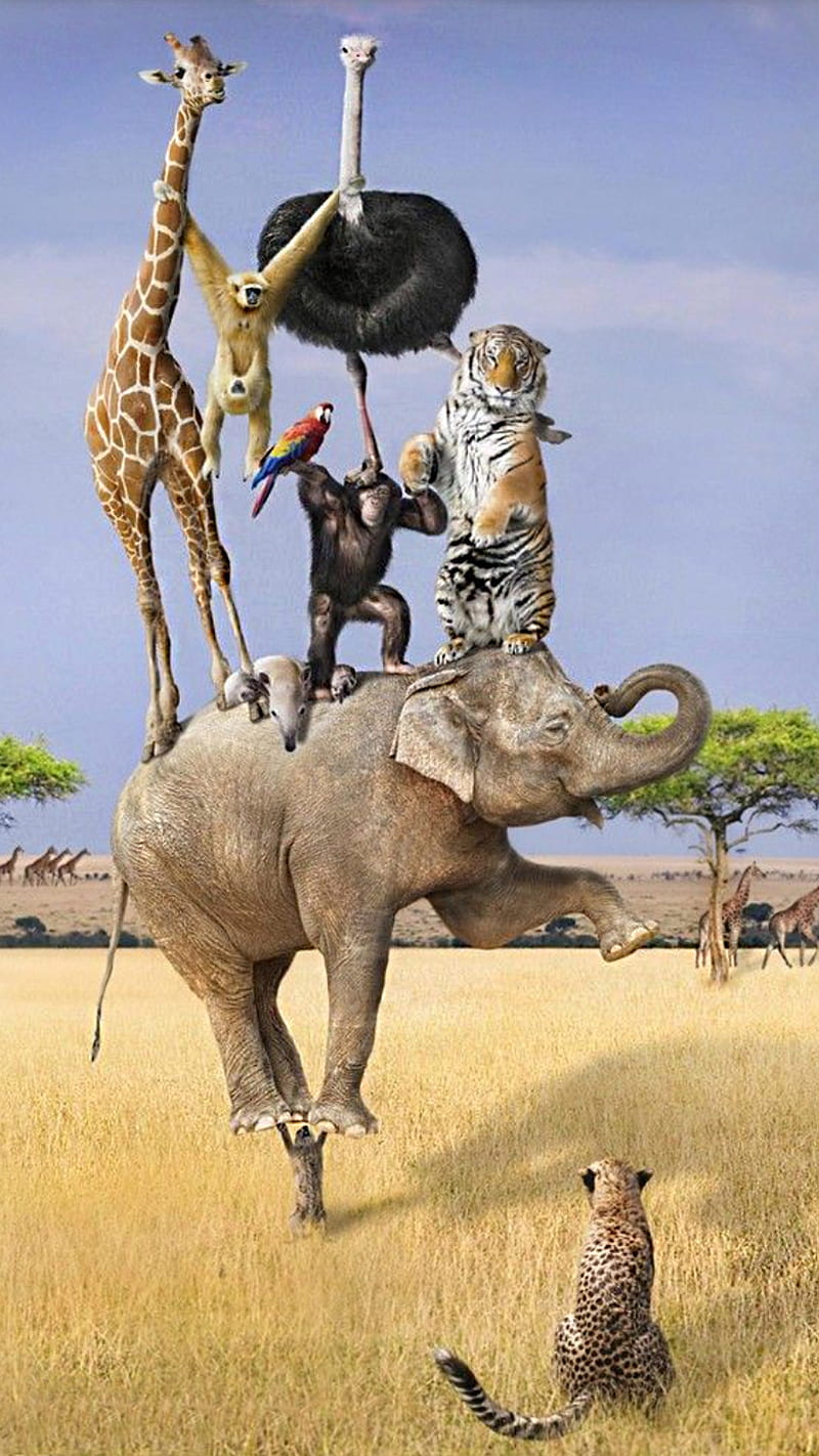 circus, animals, elephant, tiger, safari, monkey, jaguar, giraffe, funny, humor, HD phone wallpaper