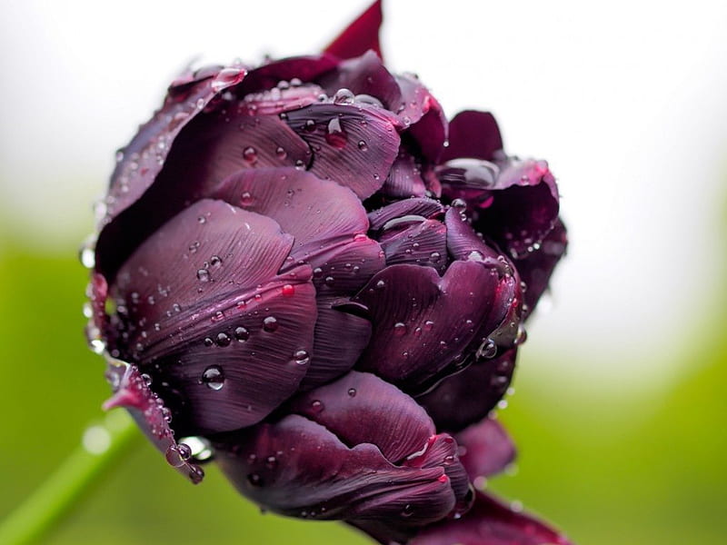 Drops on Tulip, purple, dark, flower, dew, nature, drops, bud, tulip, HD wallpaper