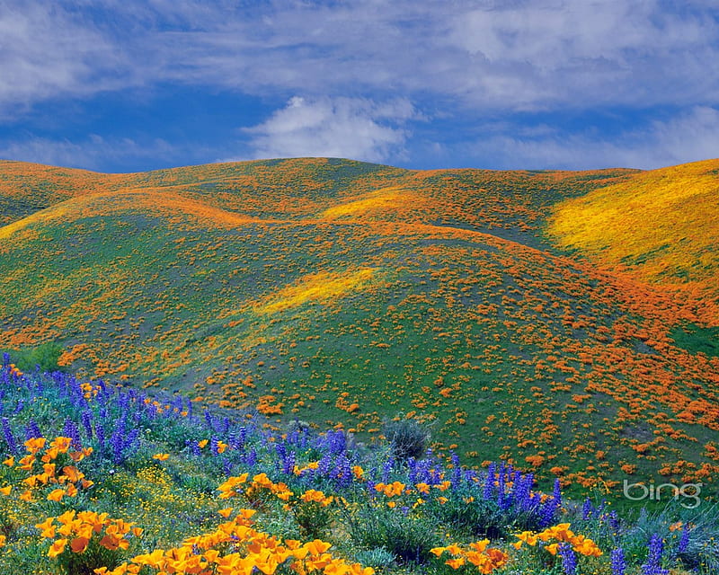Spring Wildflowers Bloom, nature, spring, antelope valley, wildflowers, HD wallpaper