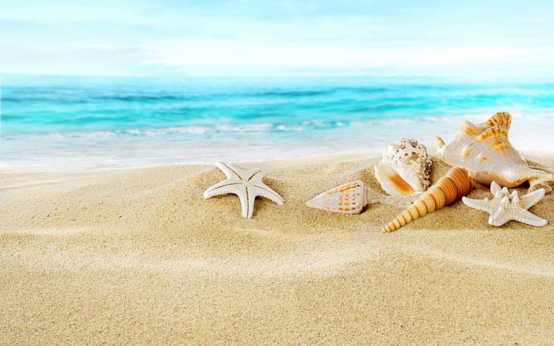 seashells on a sandy beach, beach, sand, shells, sea, HD wallpaper