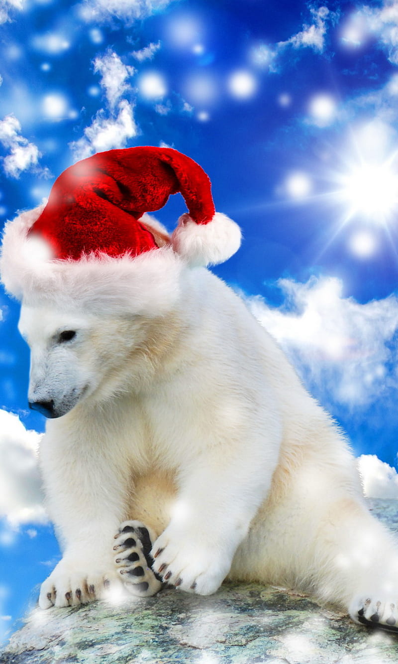 Christmas Bear, christmas, snow clouds sky, white polar bear, HD phone wallpaper