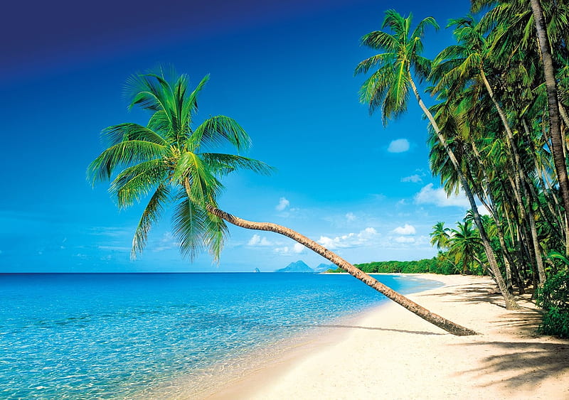 Martinique, Caribbean, water, sky, sea, palm trees, HD wallpaper