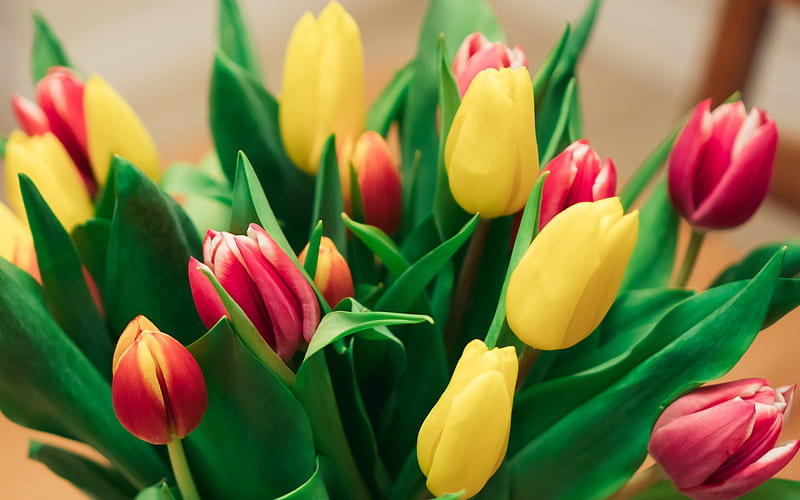 bouquet of tulips, red yellow tulips, spring flowers, spring bouquet, tulips, HD wallpaper