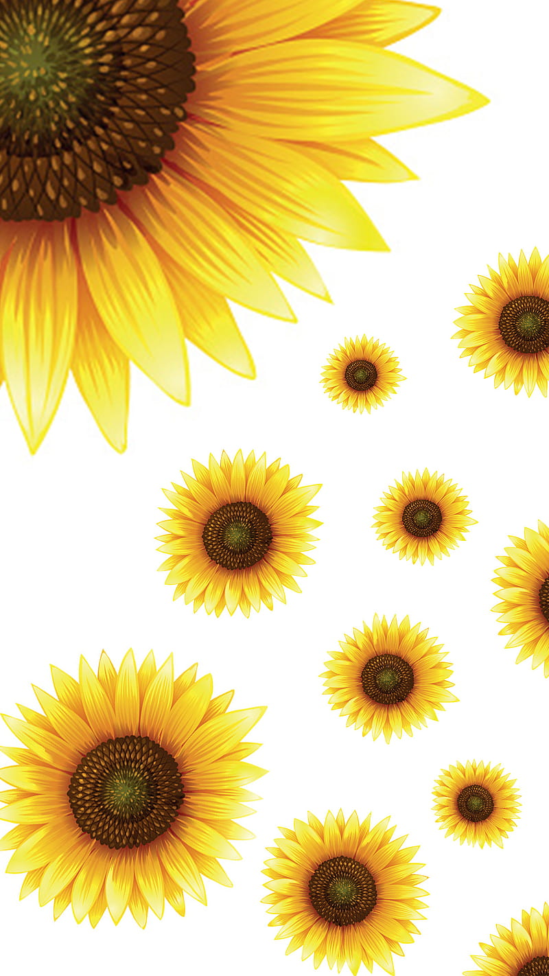 sunflowers, flower, reprint, white, yellow, HD phone wallpaper