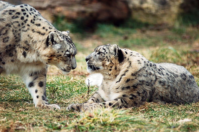 Snow Leopard, leopardo das neves, animal, HD wallpaper | Peakpx