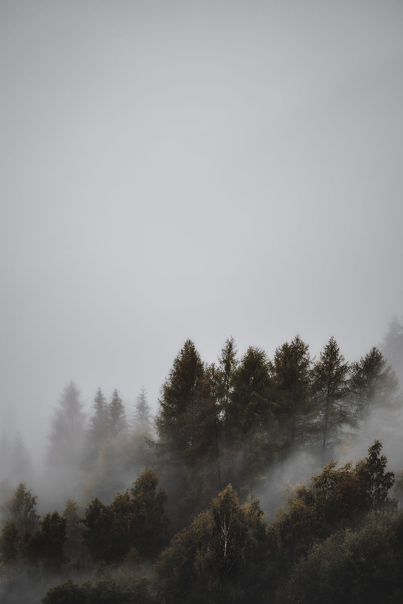 forest, fog, trees, landscape, gloomy, HD phone wallpaper