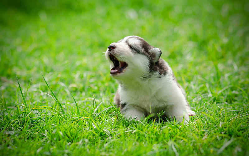 Siberian Husky lawn, small Husky, cute animals, Husky Dog, dogs, Siberian Husky Dog, Husky, HD wallpaper