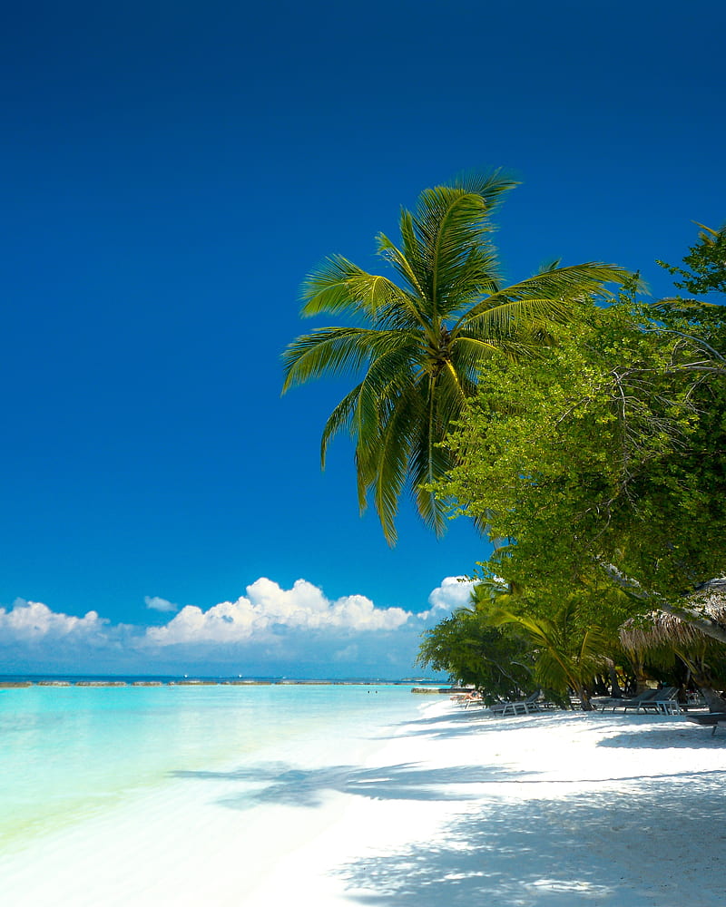 palm trees, beach, ocean, tropics, coast, paradise, HD phone wallpaper