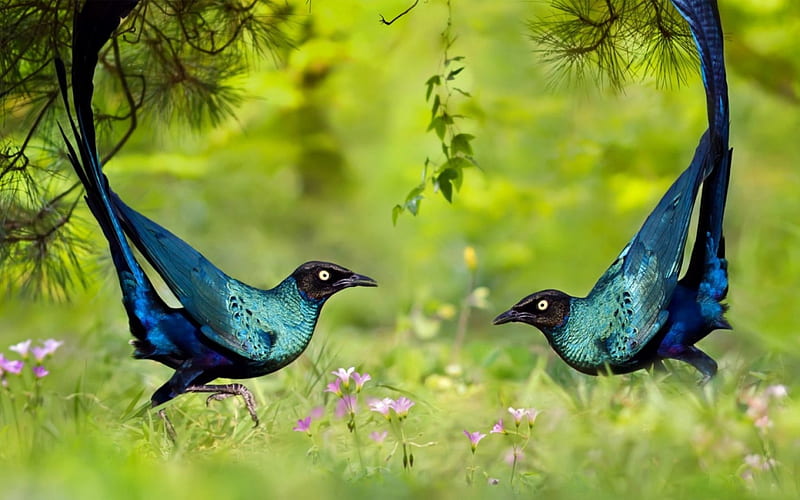 Brilliant long-tailed starling, bird, green, black, couple, blue, HD wallpaper