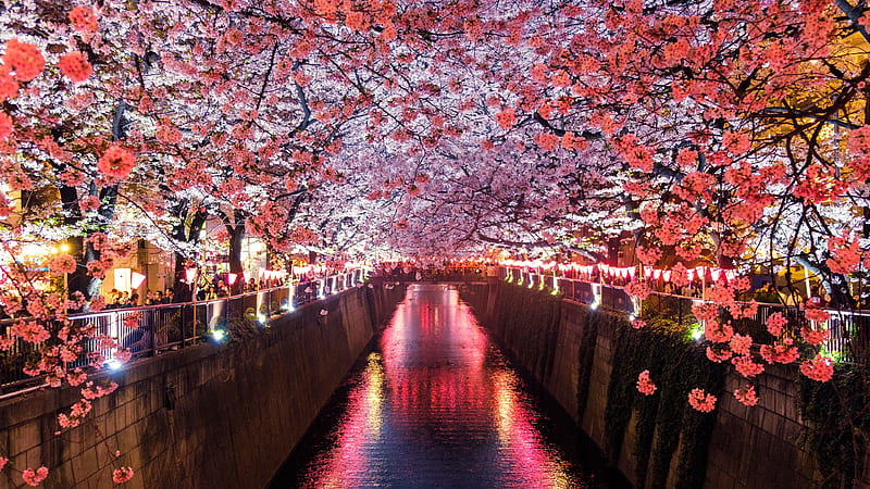 Cherry Blossom Trees Covering River Canal Flowers, HD wallpaper
