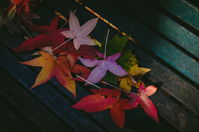 Colorful Leaves Autumn , leaves, nature, autumn, HD wallpaper