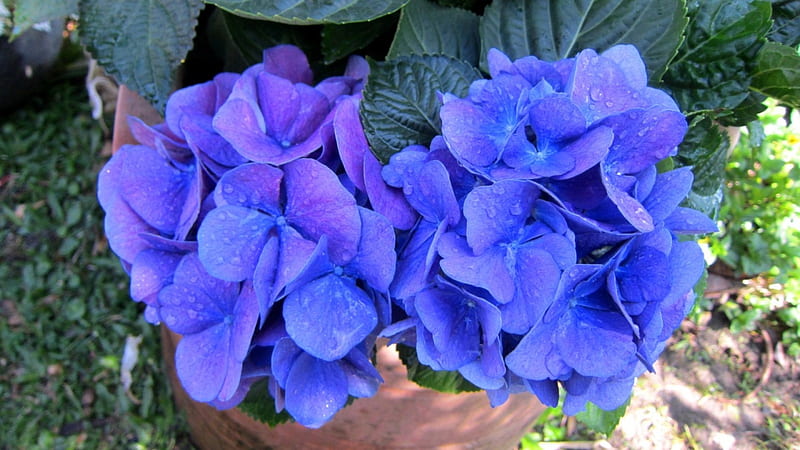 Hydrangea macrophylla, flower, flowering plant, bonito, blue, HD wallpaper