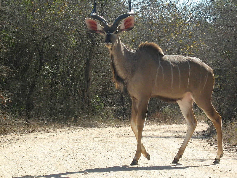 Kudu, hunting, HD wallpaper