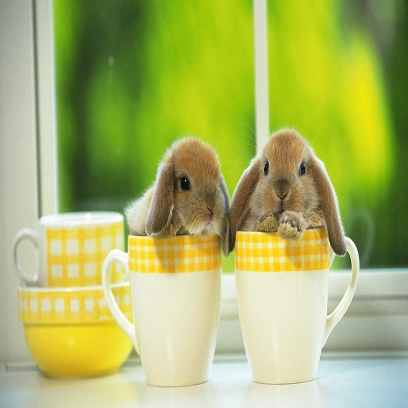Bunnies in cups, sweet, HD phone wallpaper
