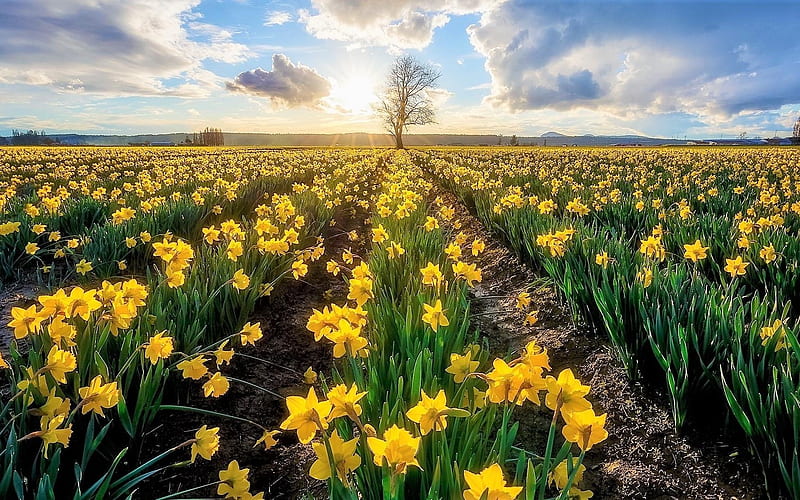 Daffodil Field, daffodils, yellow, flowers, spring, field, HD wallpaper