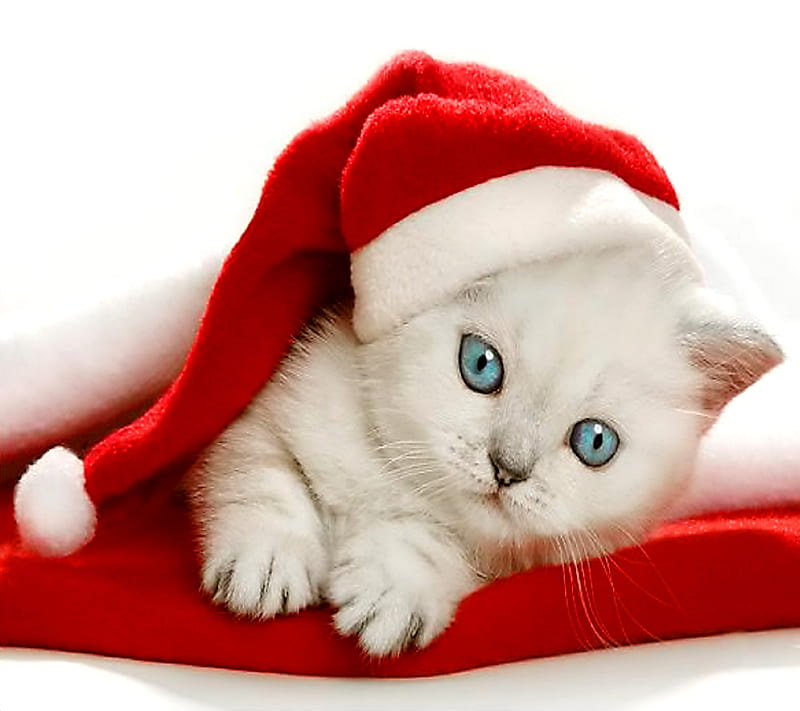 Christmas Kitten, cat, santa, HD wallpaper