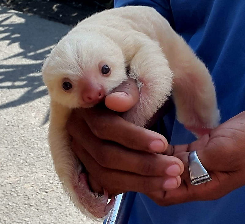 Albino Baby Sloth, White, Baby, Sloth, Albino, HD wallpaper