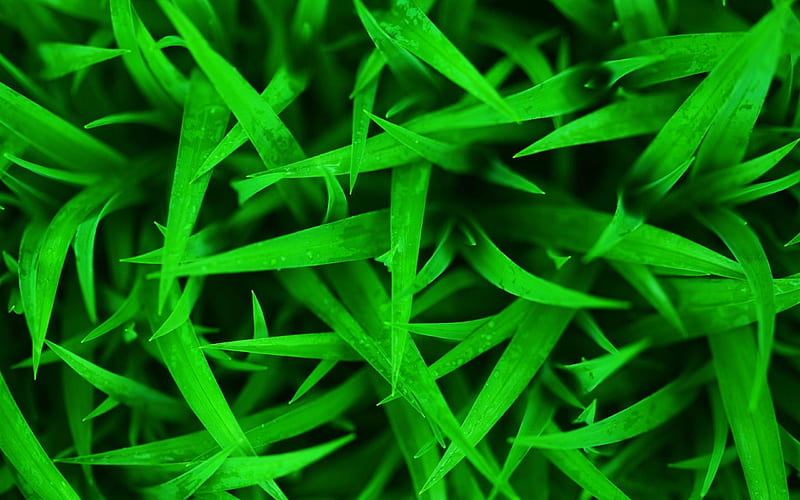 green grass-Plant macro graphy, HD wallpaper