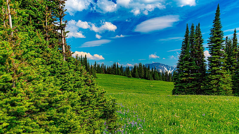 Green Spruce Trees Grass Field Yellow Purple Flowers Mountain With Snow  Under White Clouds Blue Sky During Daytime Mountain, HD wallpaper