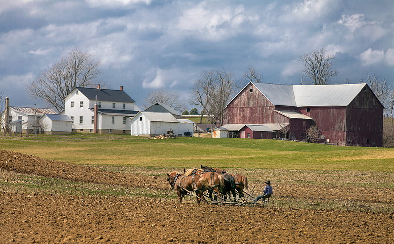 man farming with four horses near barn during daytime, HD wallpaper