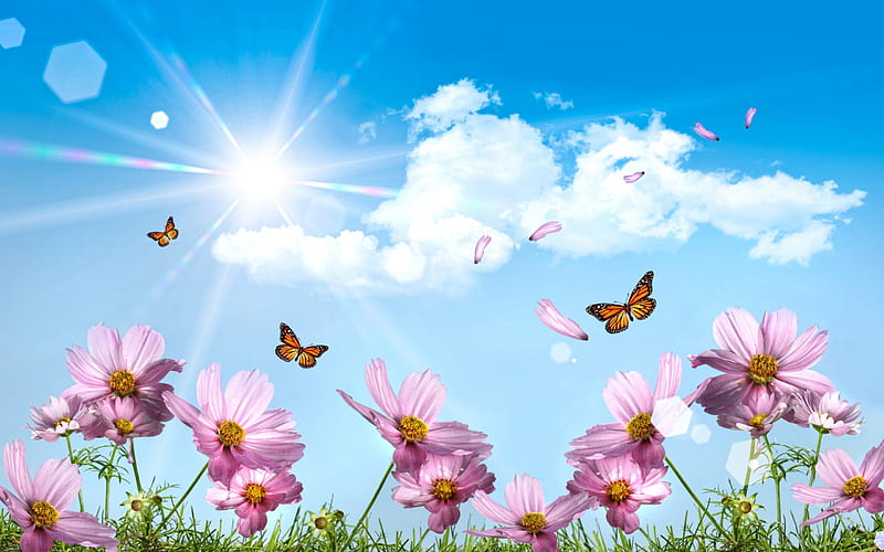 Pink Flowers with Butterflies, sun, butterflies, sky, clouds, butterfly, nautre, flowers, pink, blue, HD wallpaper