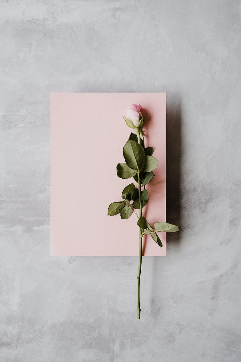 pink rose on white printer paper, HD phone wallpaper
