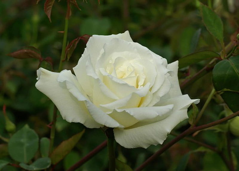 WHITE TEA ROSE, pretty, white, rose, tea, HD wallpaper