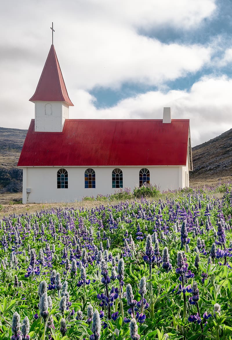 building, church, roof, lavender, flowers, field, HD phone wallpaper