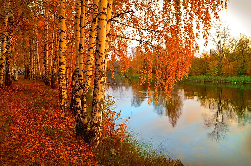 Autumn splendor, fall, autumn, shore, birch, bonito, foliage, leaves, calm, splendor, river, lovely, park, trees, lake, pond, serenity, branches, HD wallpaper