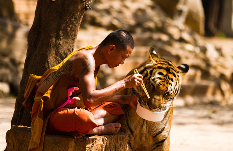 Dinner For Two, monk, chop sticks, peaceful, nature, tiger, sharing, HD wallpaper