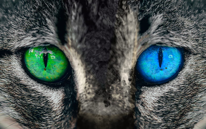 cat face, heterochromia, multi-colored eyes, artwork, creative, cat, HD wallpaper