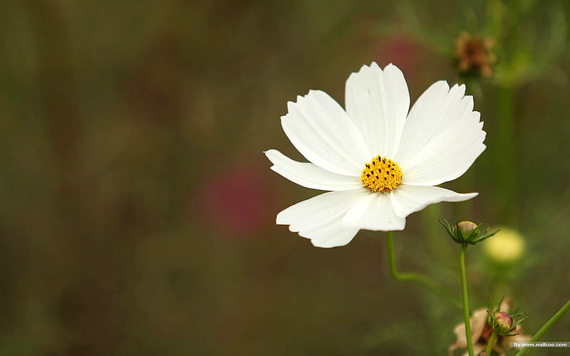 Autumn flowers-grass in the cosmos 07, HD wallpaper