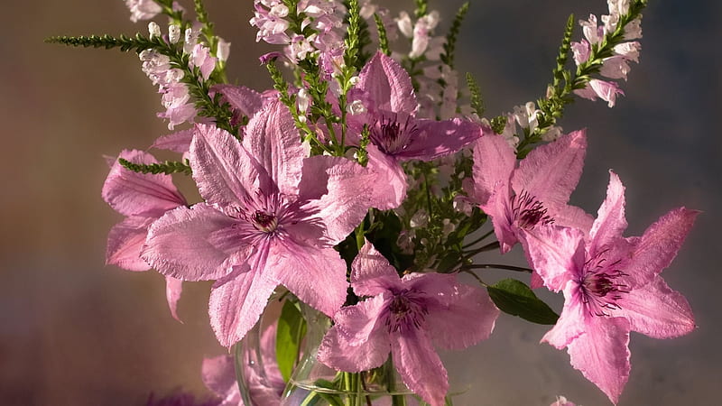 Clematis Flowers, pretty, Clematis, Nature, Flower, HD wallpaper