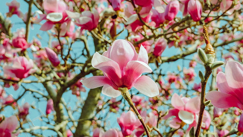 Flores de magnolia flores florales rosas, Fondo de pantalla HD | Peakpx