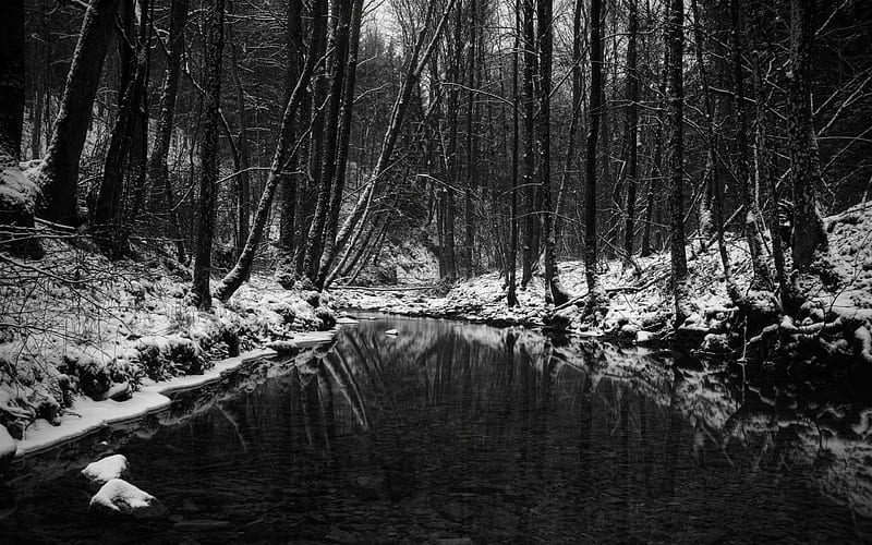 winter, forest, river, trees, snow, HD wallpaper