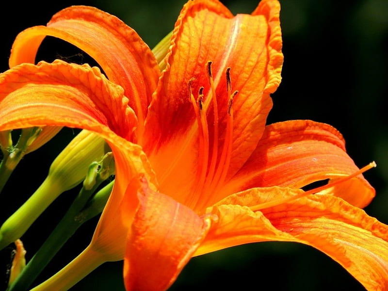 Orange Lily, orange, bright, flower, lily, bud, HD wallpaper