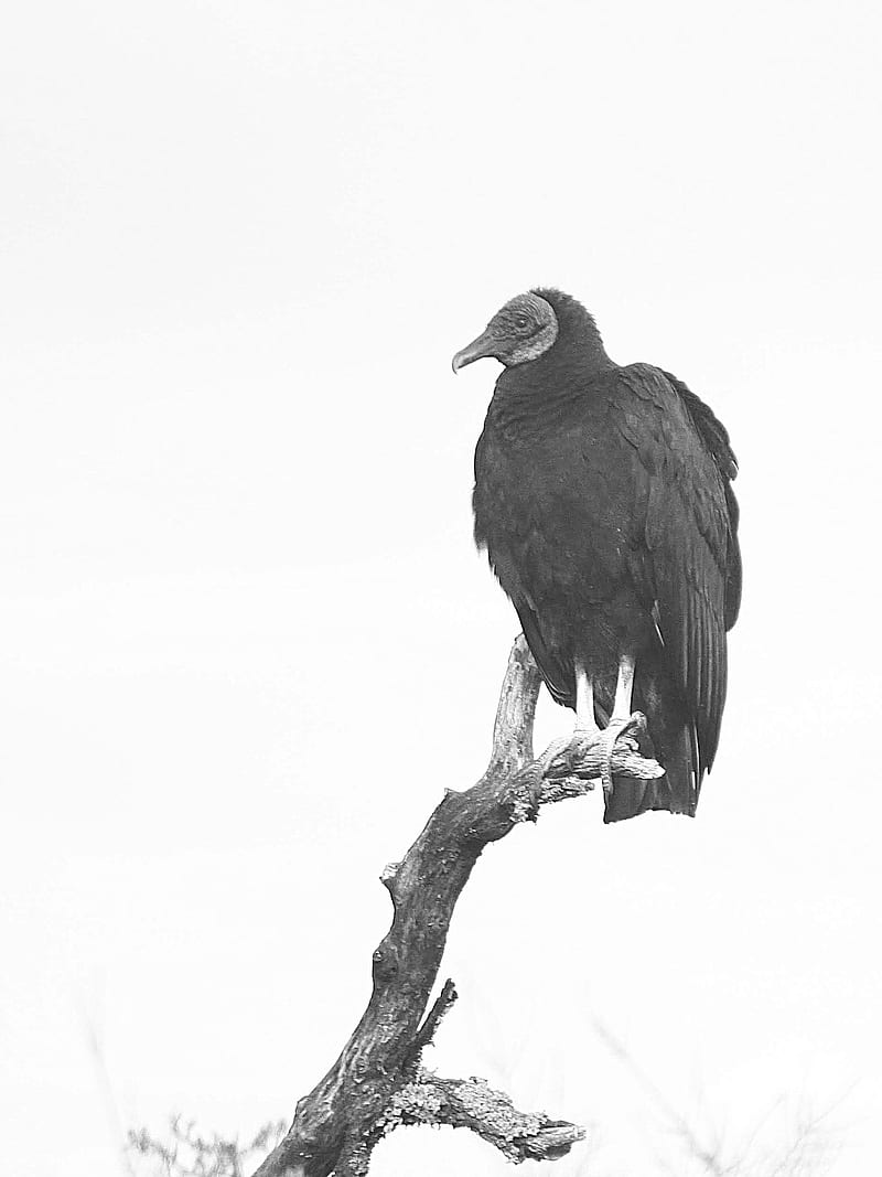 Black Vulture, HD phone wallpaper