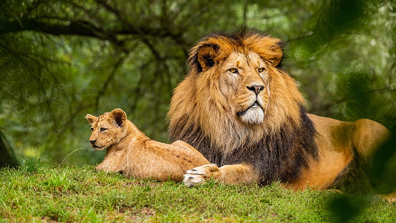 lion family, cub, fur, mane, lying down, Animal, HD wallpaper