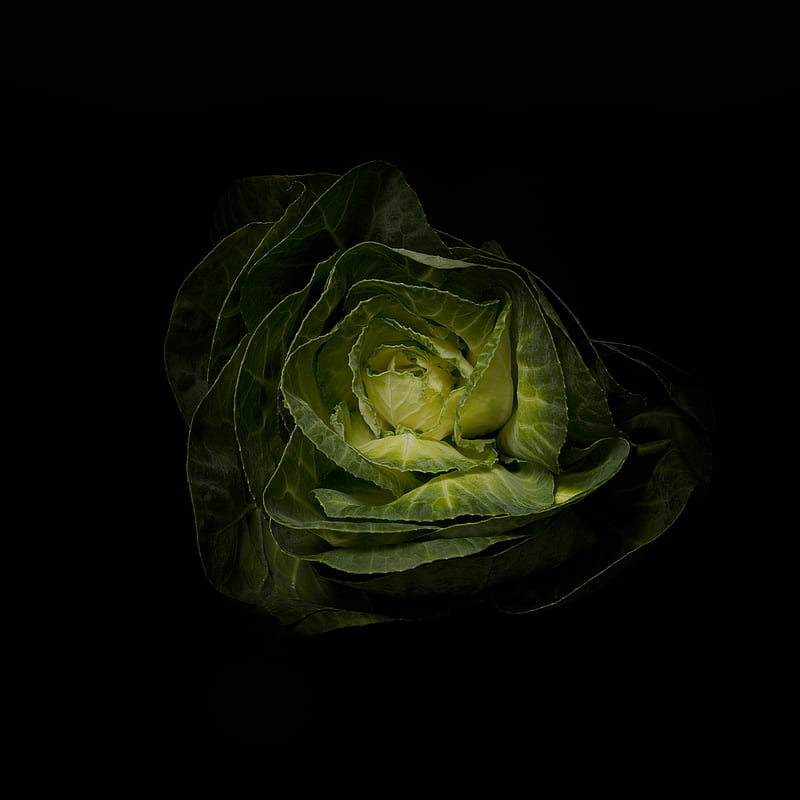 green cabbage, HD phone wallpaper