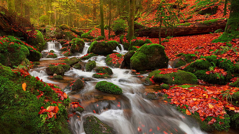 River in the Black Forest, Germany, stones, leaves, fall, autumn, trees, colors, rocks, HD wallpaper
