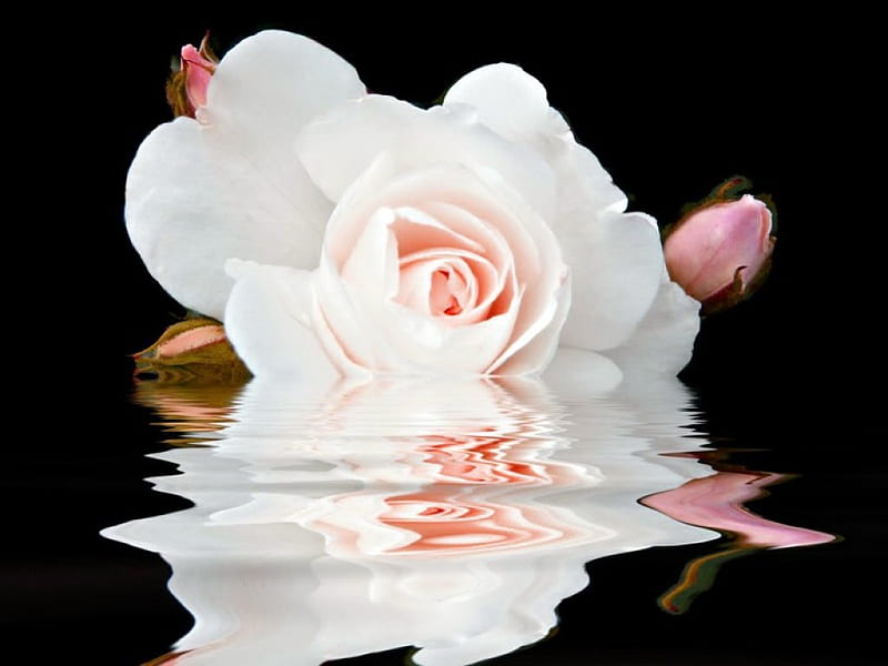 Snow rose for Emma, rose, flower, reflection, white, bud, pink, HD ...
