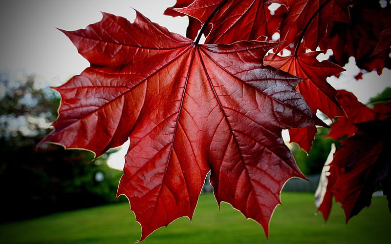 red maple leaf-Macro graphy, HD wallpaper