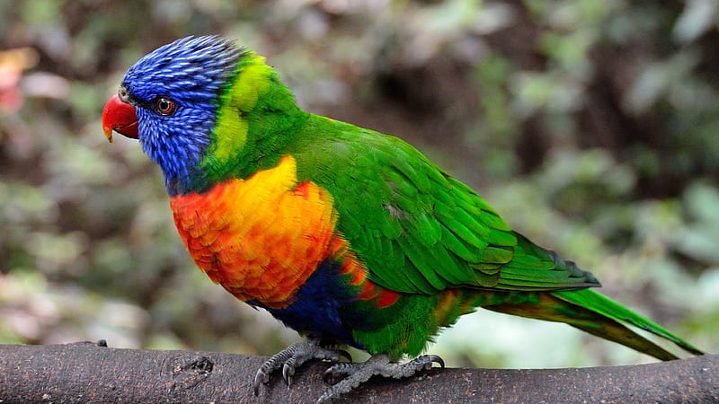 Colorful Parrot Bird, colorful, birds, parrot, animals, HD wallpaper