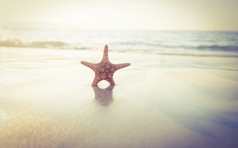 starfish, sunset, beach, ocean, waves, travel concepts, HD wallpaper
