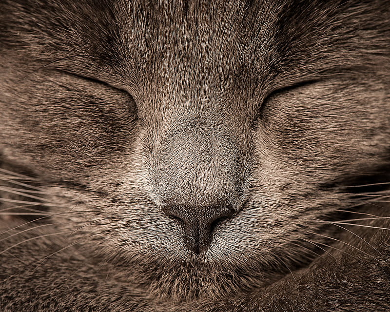 Sleeping, animal, cat, eyes, kitten, resting, HD wallpaper