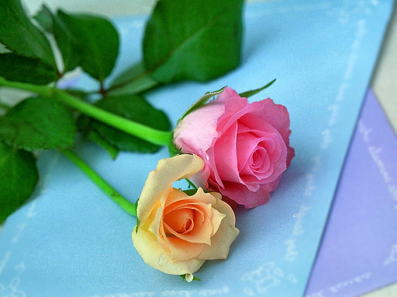 Rosebud Pair 1 rose, yellow, stationery, floral, still life, graphy, rosebud, love, flower, pink, HD wallpaper