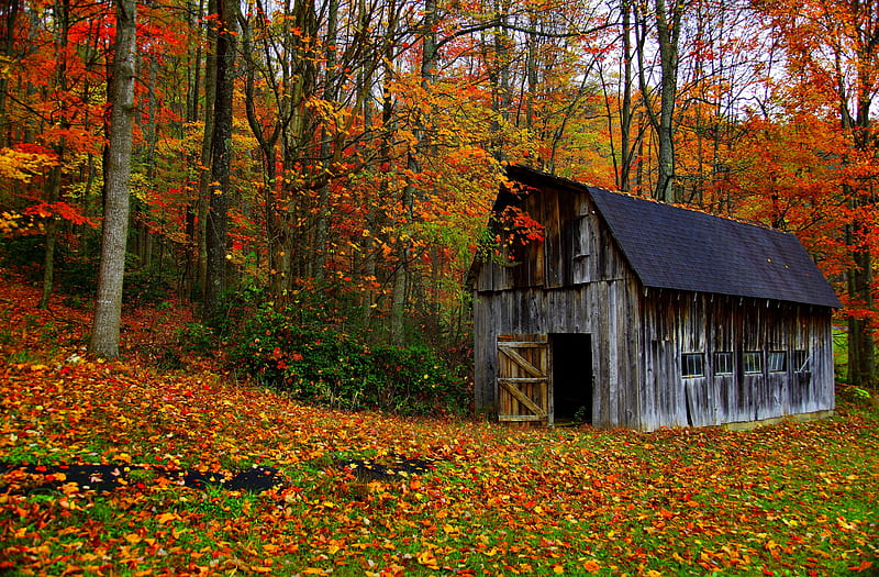 Explosive great autumn , forest, wonderful, autumn, cottage, colors, bonito, barn, leaves, color, nature, season, great, HD wallpaper