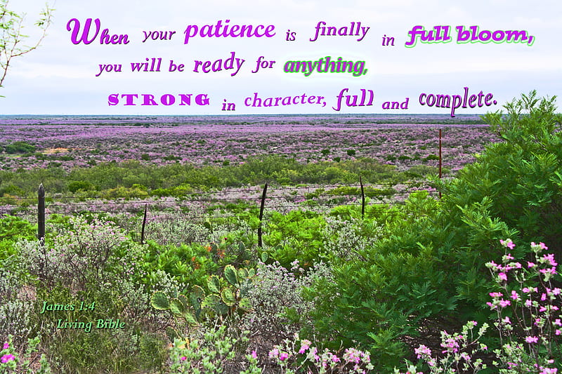 Patience in Full Bloom, ranchland, bushes, ranch, Bible, flowers, land, HD wallpaper